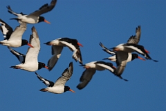 David Plant Photography - Wildlife Photographer - Oystercatcher - M